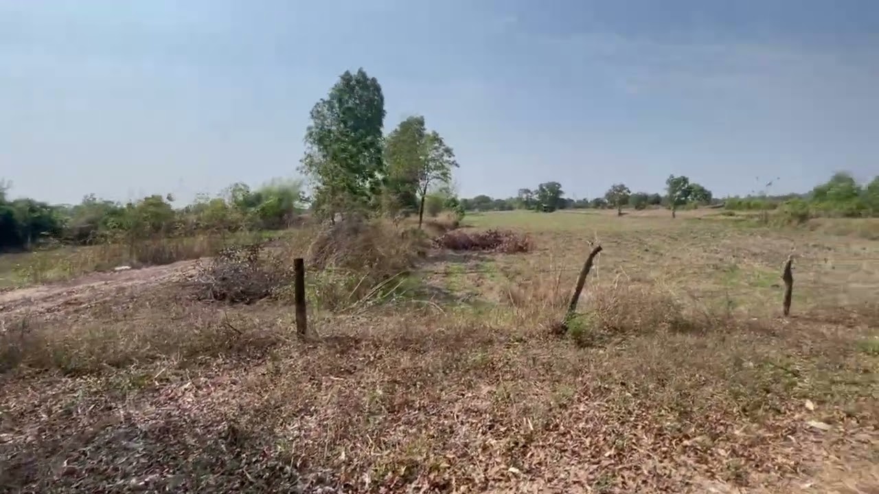 Walking around the farm - Ban Pa Sang, Roi Et, Thailand - 2026