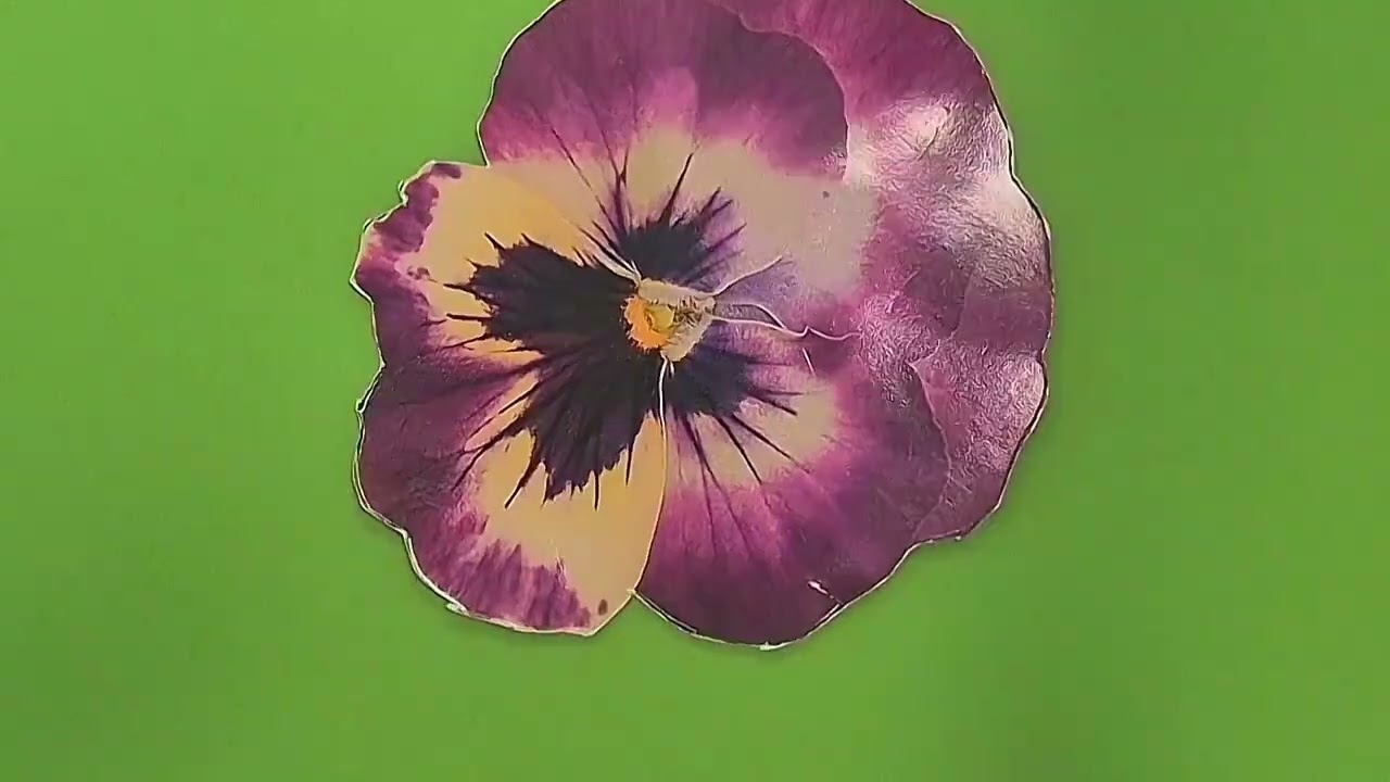 DN MADe 1 - Projet STOP-MOTION - Collection(s) -  video finale 1
