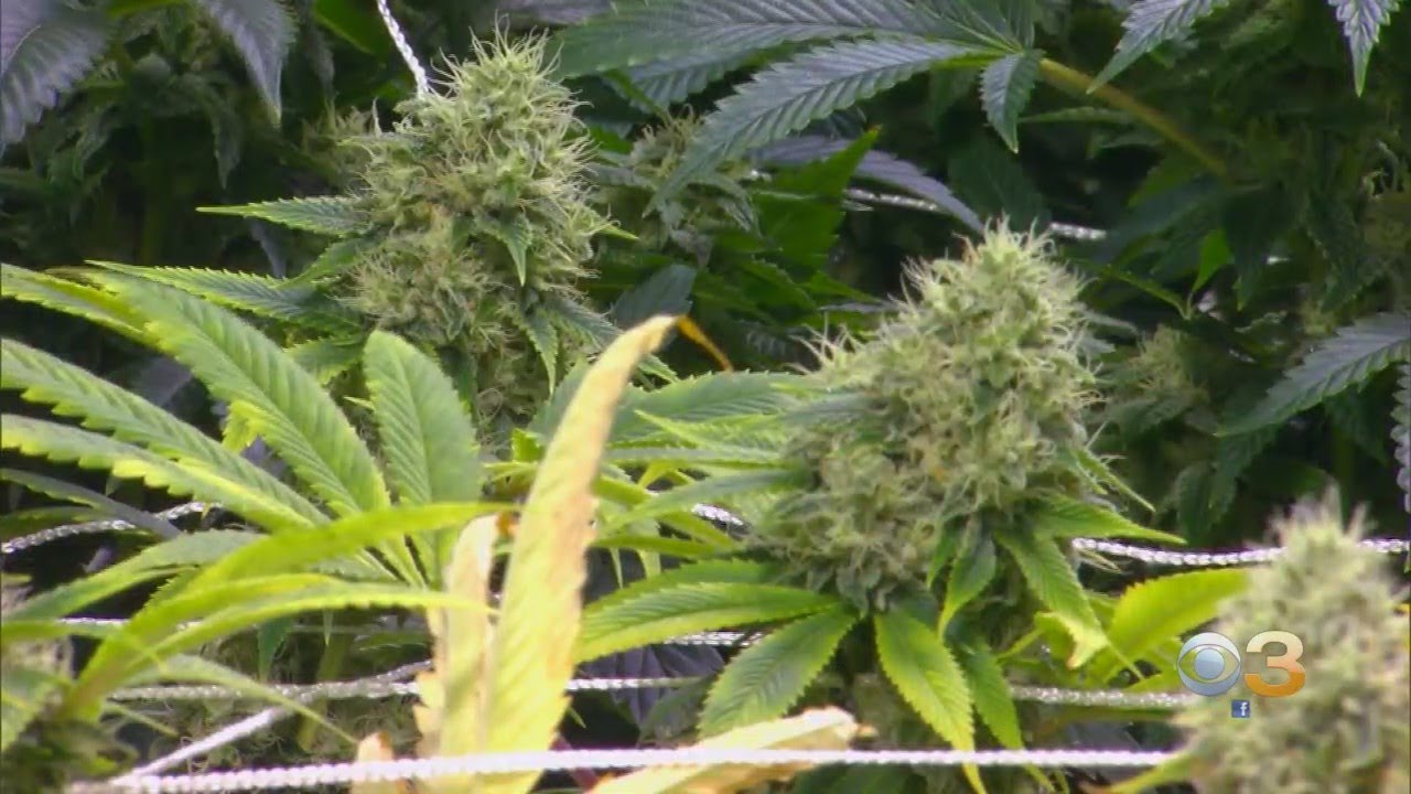 Research Links Marijuana, Suicidal Behavior Among Young Adults
