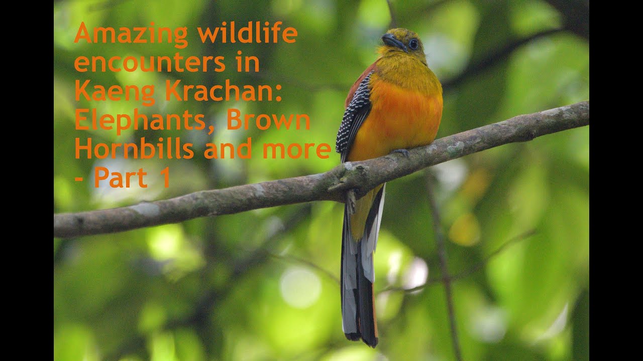 Amazing wildlife encounters in Kaeng Krachan: Elephants, Brown Hornbills and more - Part 1