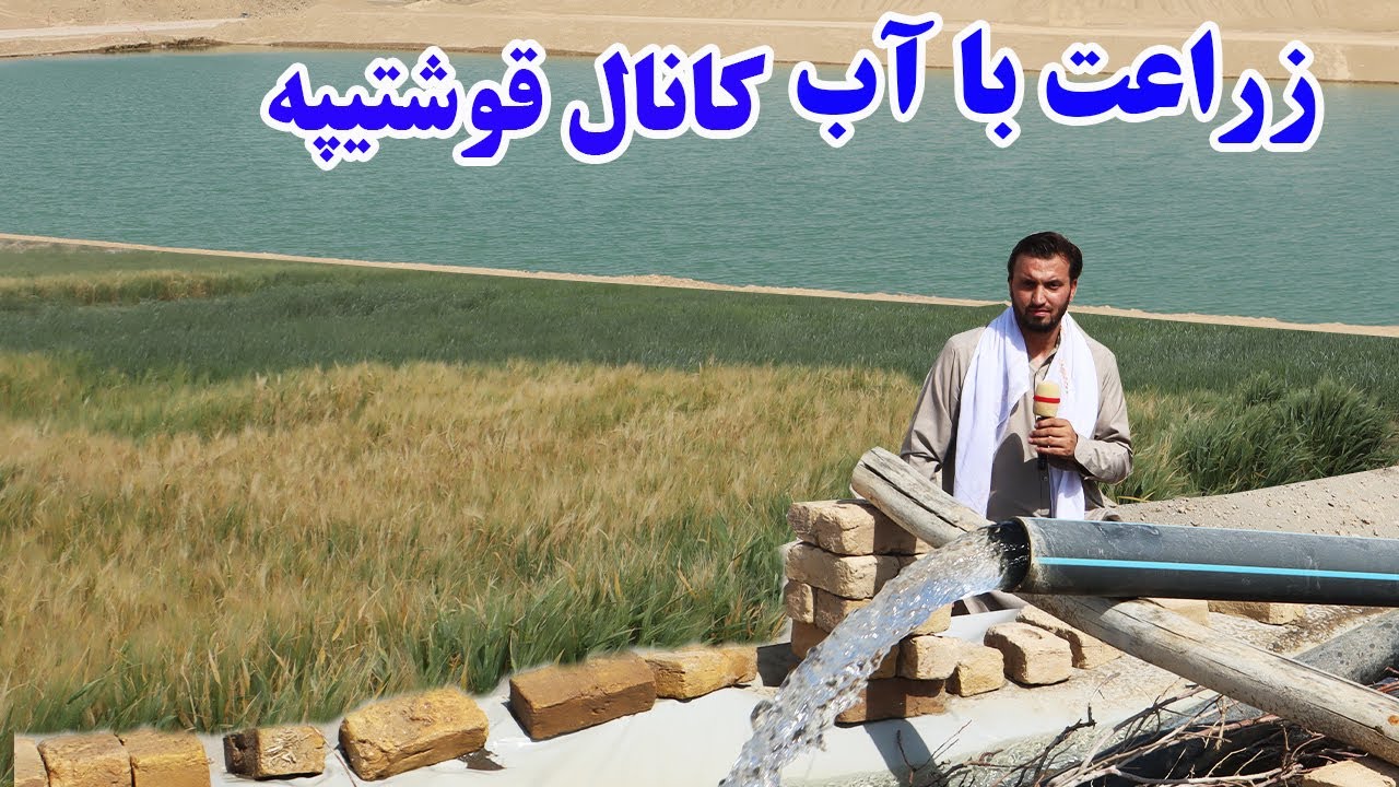 گزارش ندیم،زراعت با آب کانال قوشتیپه، امیدواری دهاقین،حاصلات،پیاز،گندم،جو،غرص درخت مختلفafghan mic