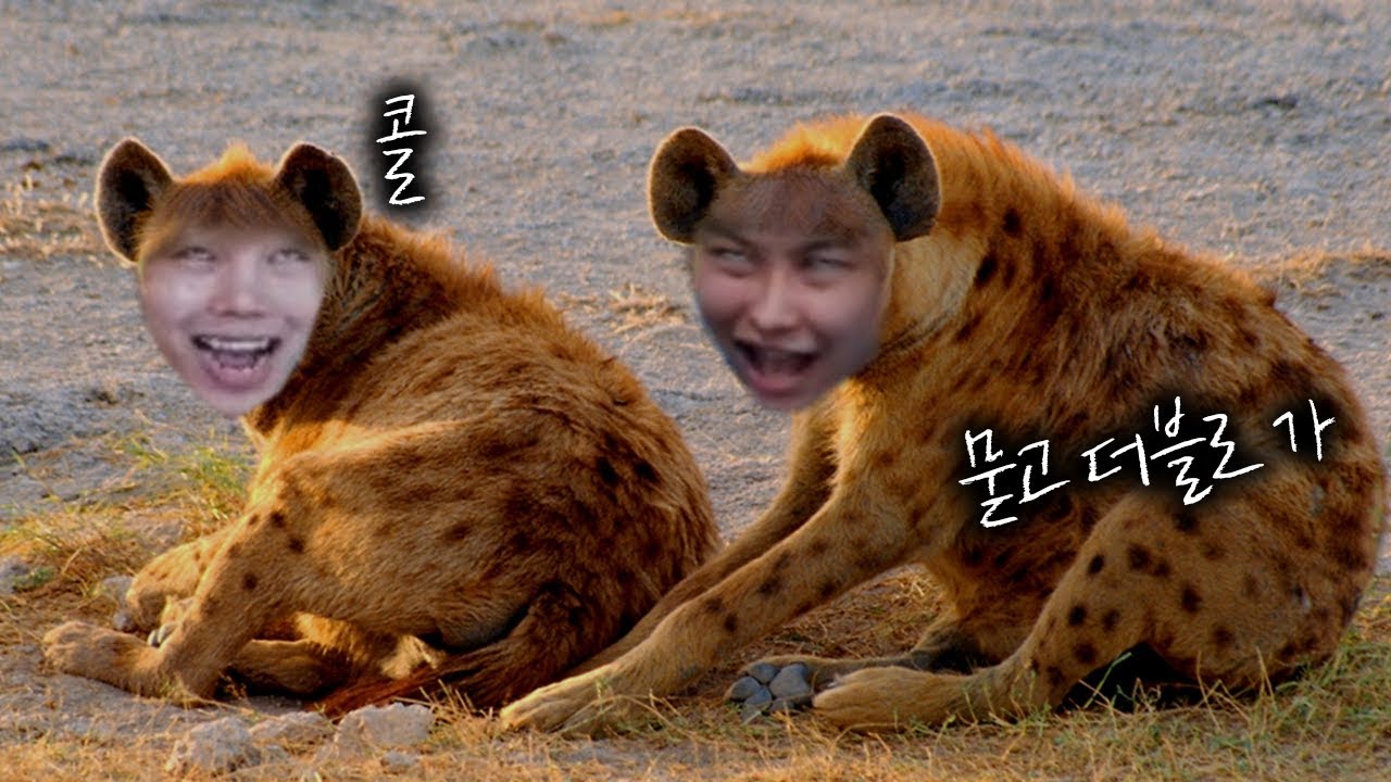 여기 돈에 미친 하이에나 두 마리가 있습니다 ( 도현, 이태준 )
