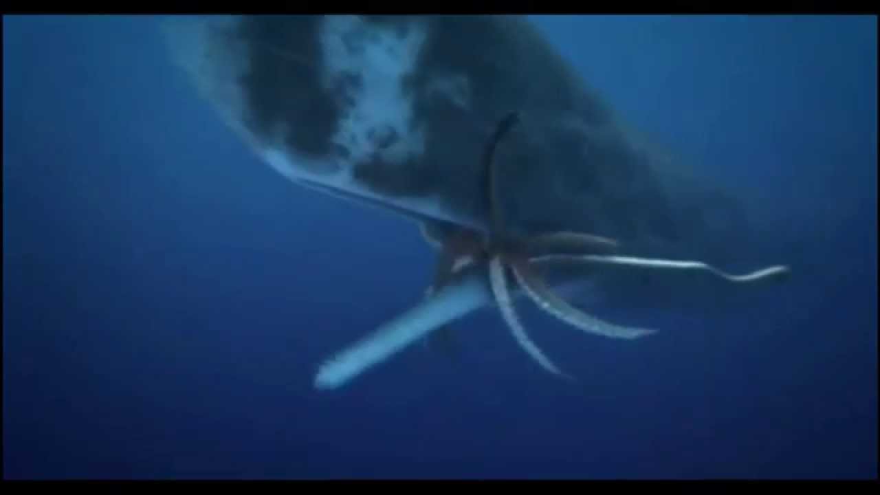 Bull Sperm Whale Vs Female Colossal Squid