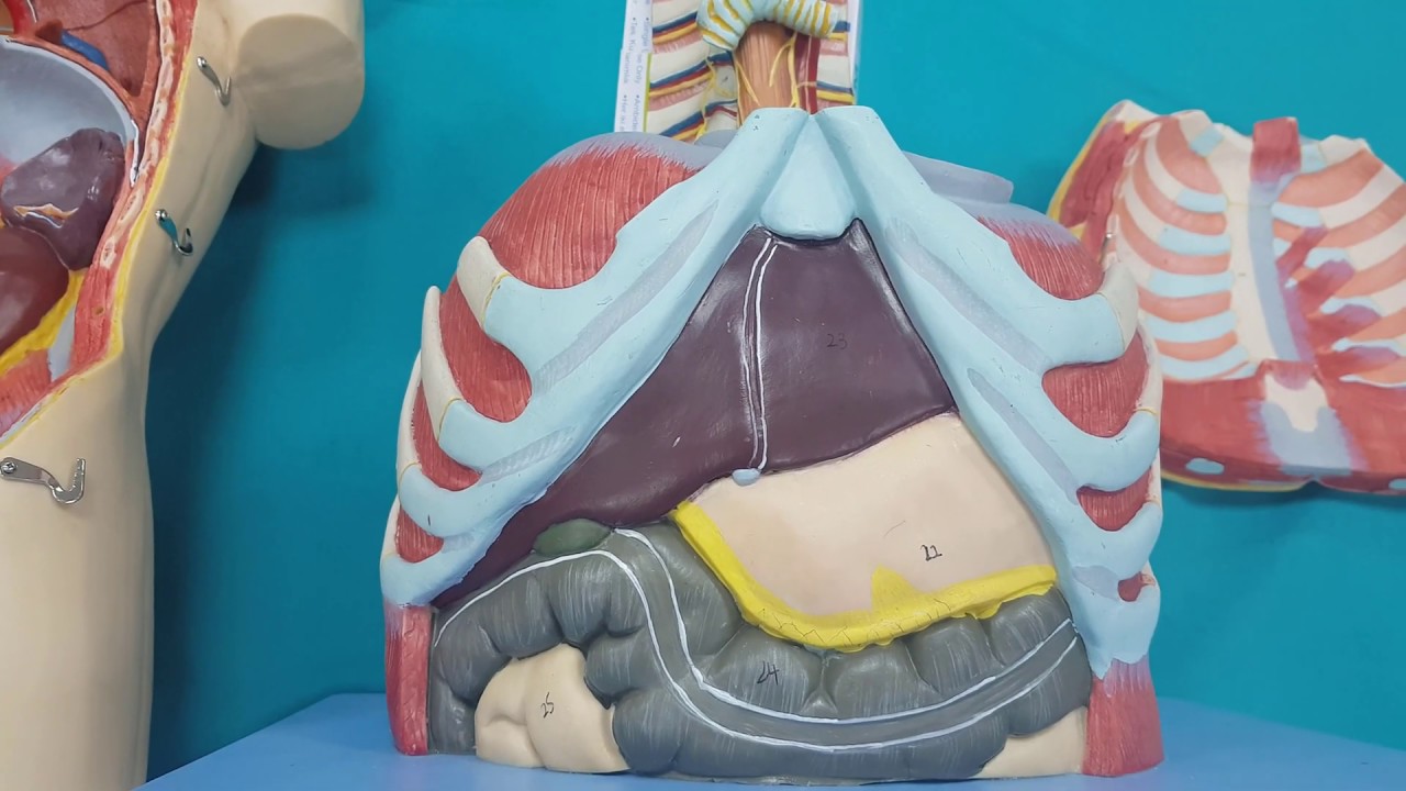 Musculus Diaphragmaticus|Diaphragma Anatomisi (Geçitleri, Trigonumları ve Kliniği ile)