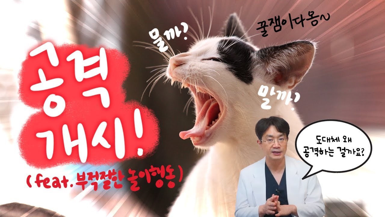 고양이가 갑자기 공격하는 이유! (feat. 부적절한 놀이 행동)