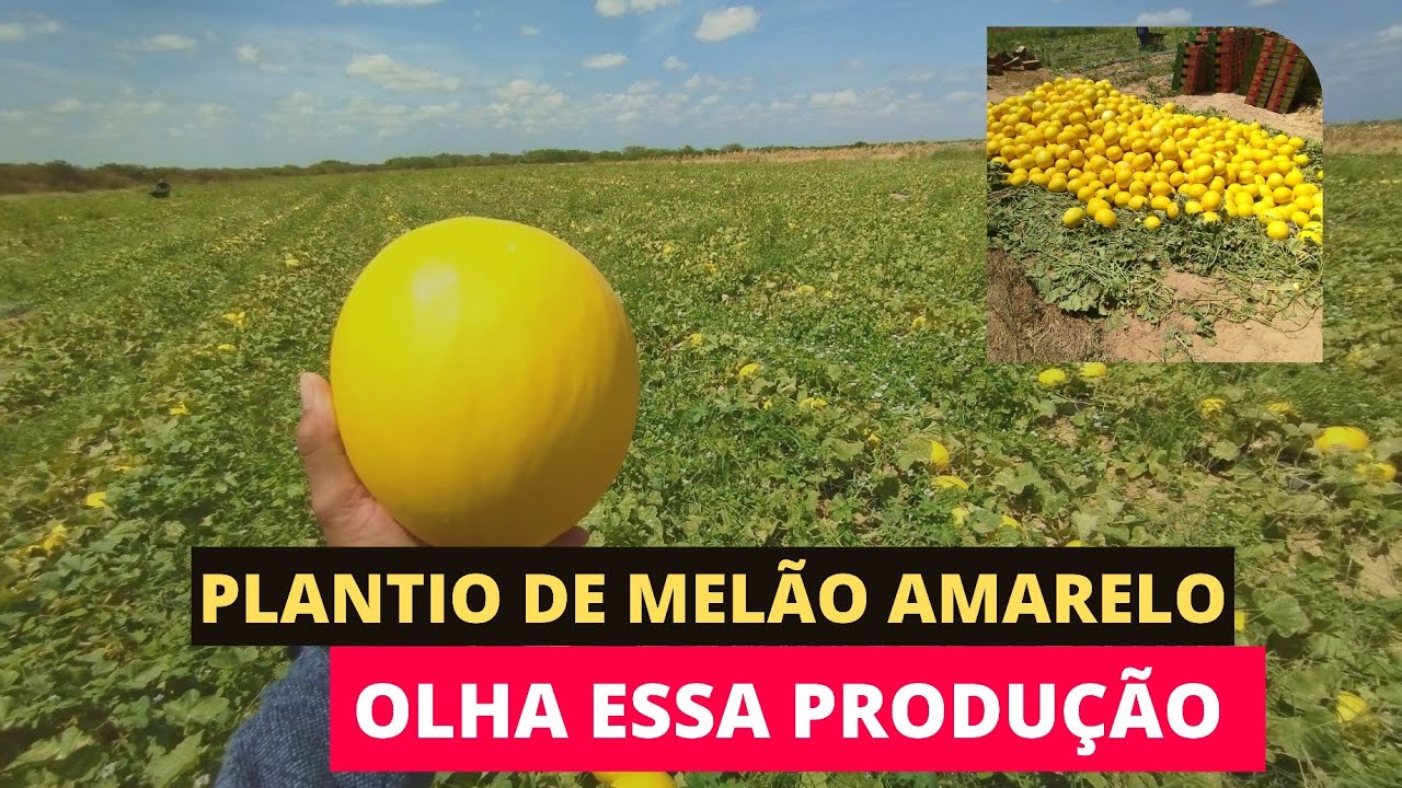 PLANTIO DE MELÃO - COLHEITA