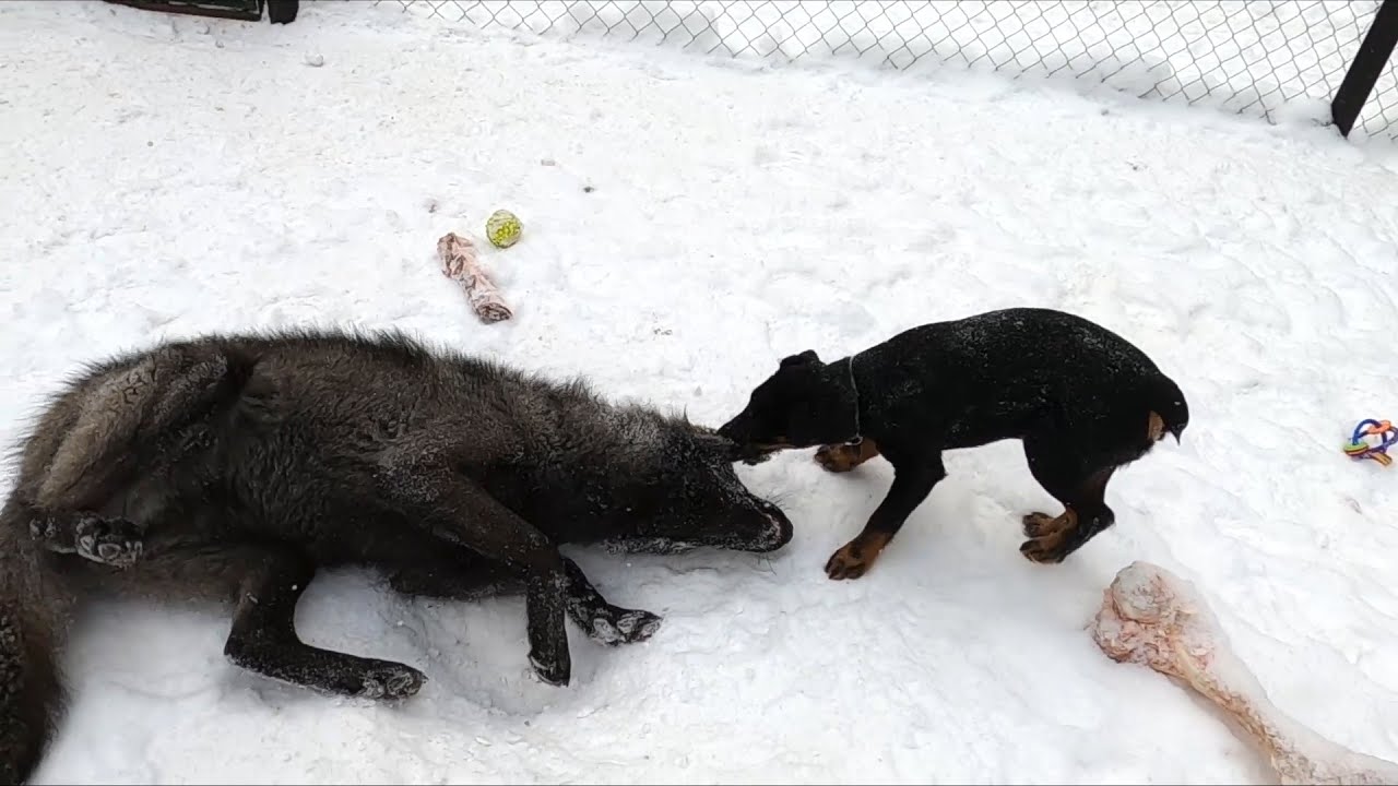 Работа Ягдтерьера по Волку Jagdterrier vs Wolf