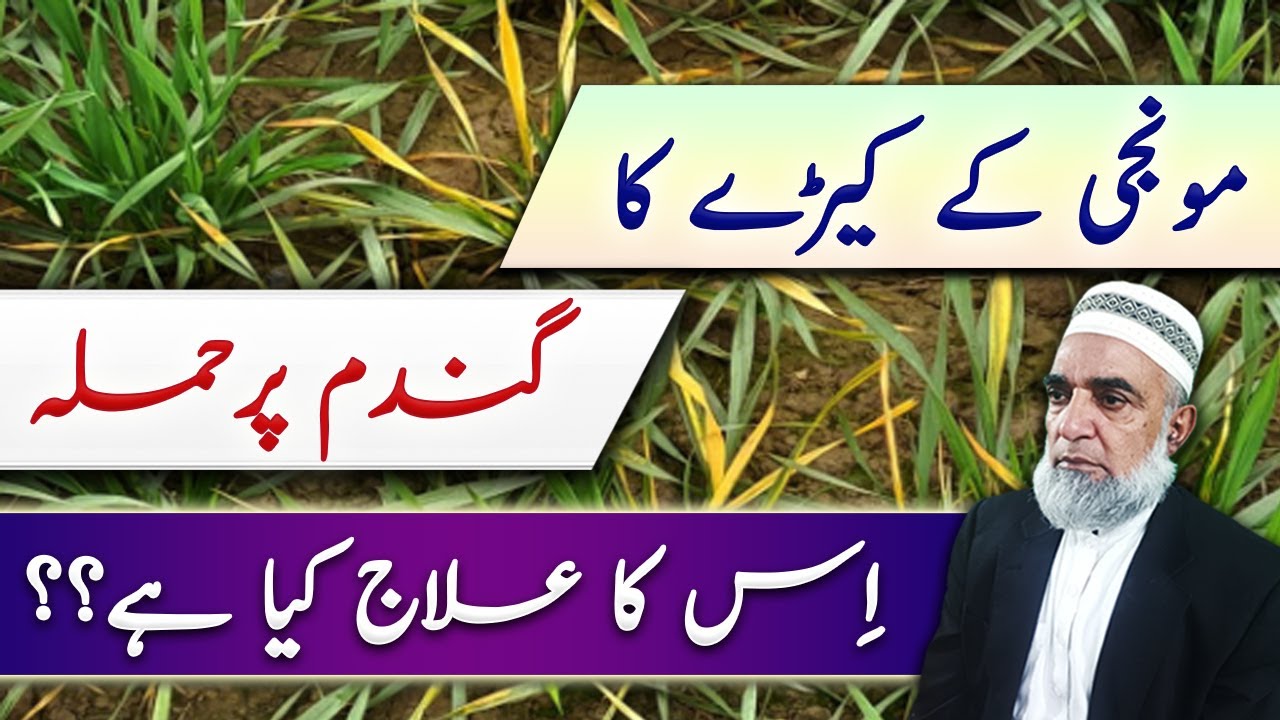 How to control pink graminus borer from wheat crop || Crop Reformer