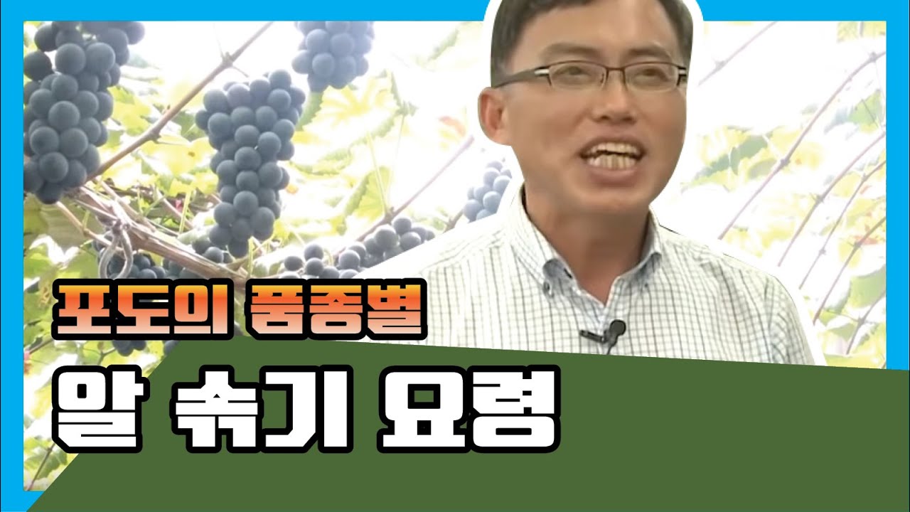 포도의 품종별 알 솎기 요령