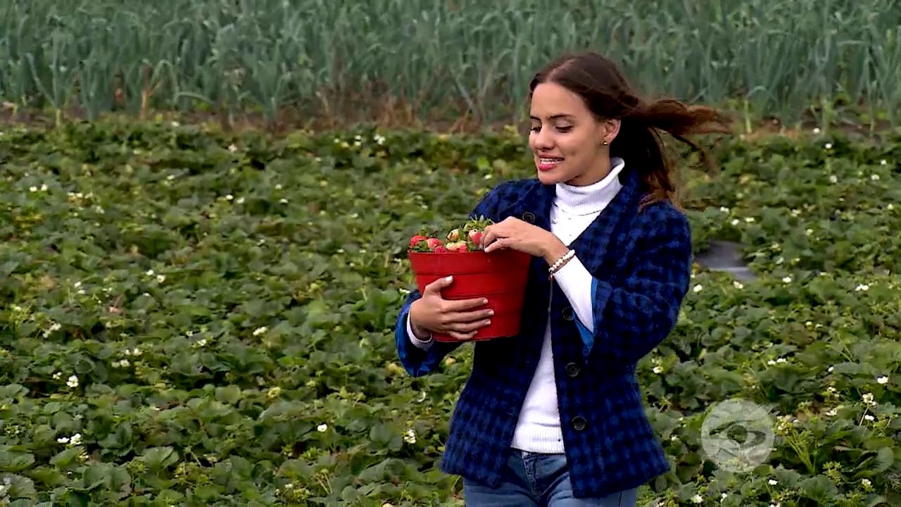 Recolección de fresas para disminuir pérdidas en la cosecha - La Finca de Hoy