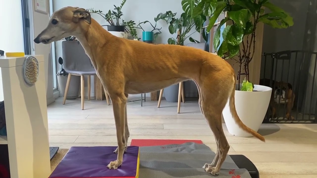 How to activate the gracilis muscle in dogs