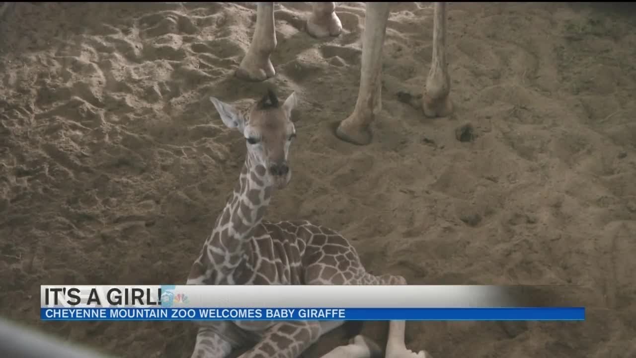 It's a girl! Meet the new giraffe calf at Cheyenne Mountain Zoo
