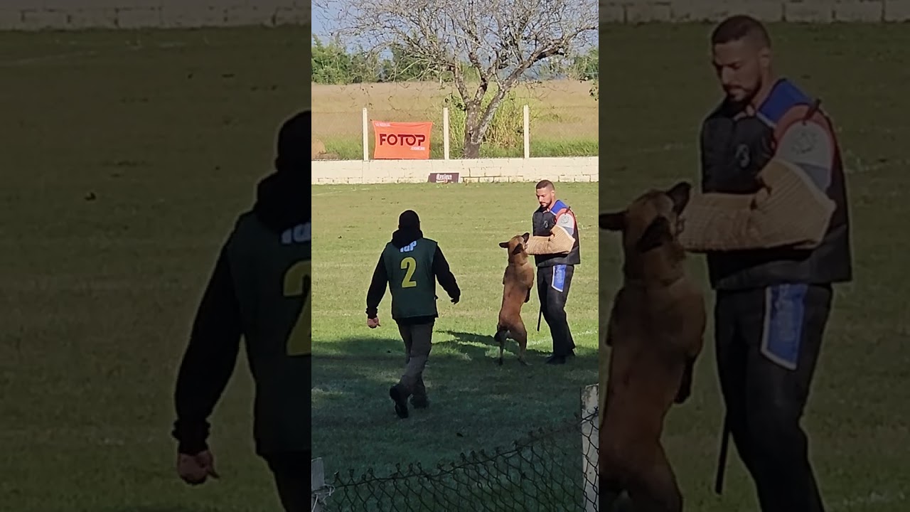 Melhor Proteção Campeonato Brasileiro CBKC 2024- 93 Pontos Parendo Vinces Fortunae Filius