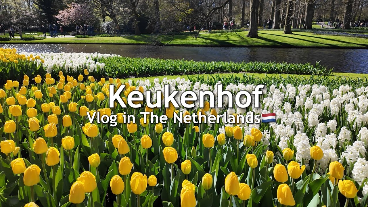 【Vlog🇳🇱】チューリップの名所『キューケンホフ公園』を大散策 | 2025年4月 | ミッフィー好き | 花 | 子連れ | オランダ観光 | ヨーロッパ旅行