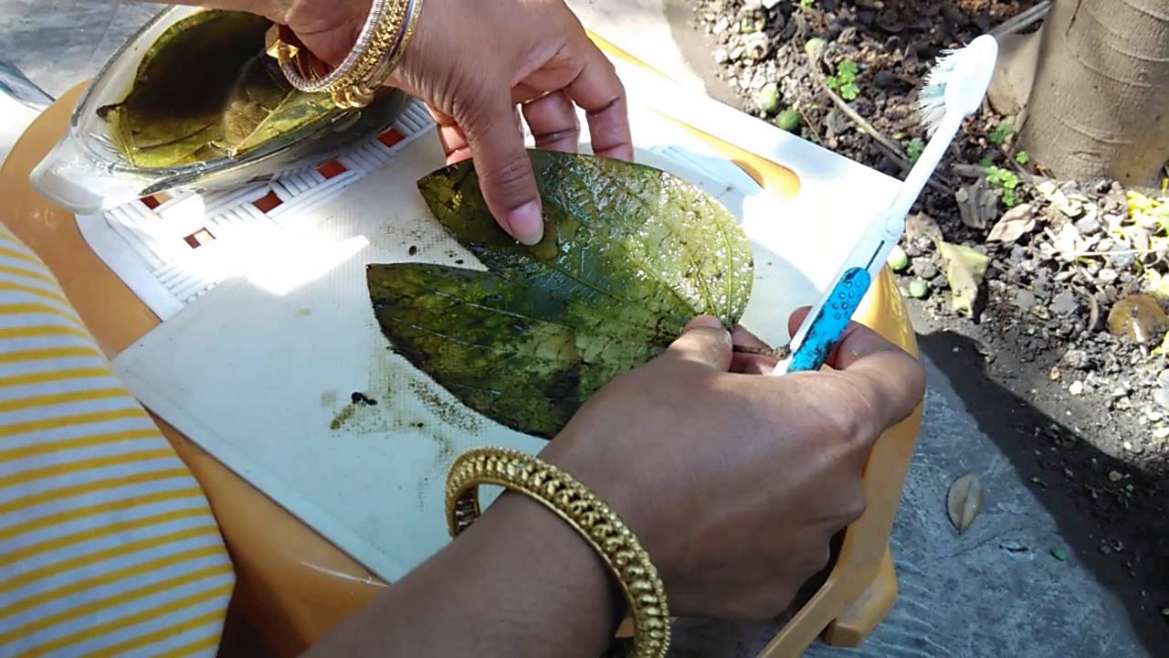 How to do Making leaf skeletons at home but no chemicals!part 02!!