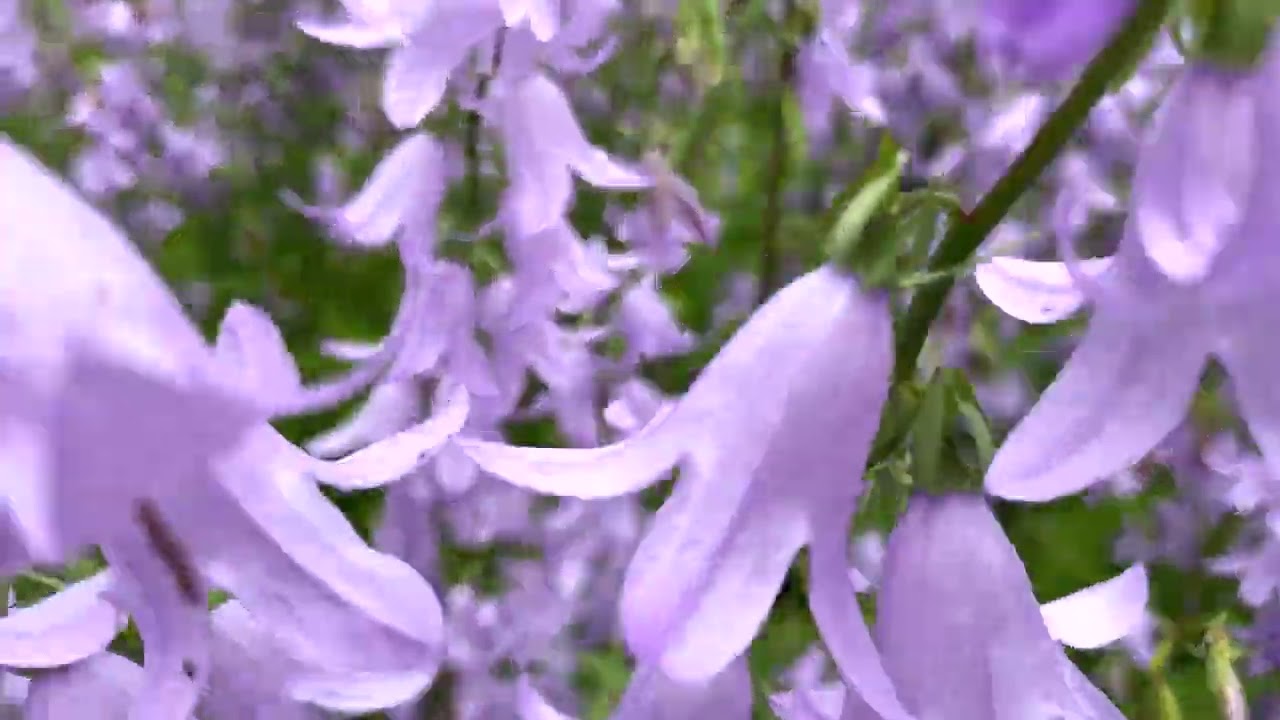 StepIn&connect - short relaxation in nature: slowness of rural life
