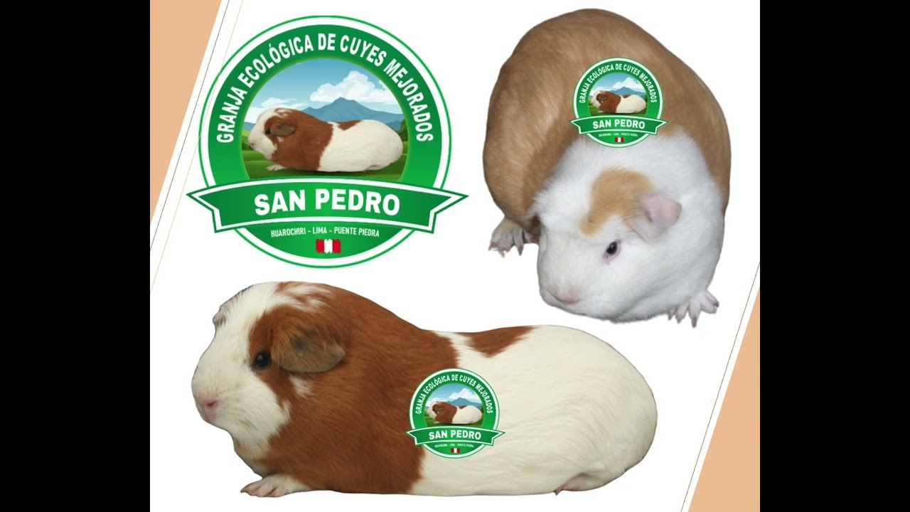 Granja de cuyes mejorados San Pedro