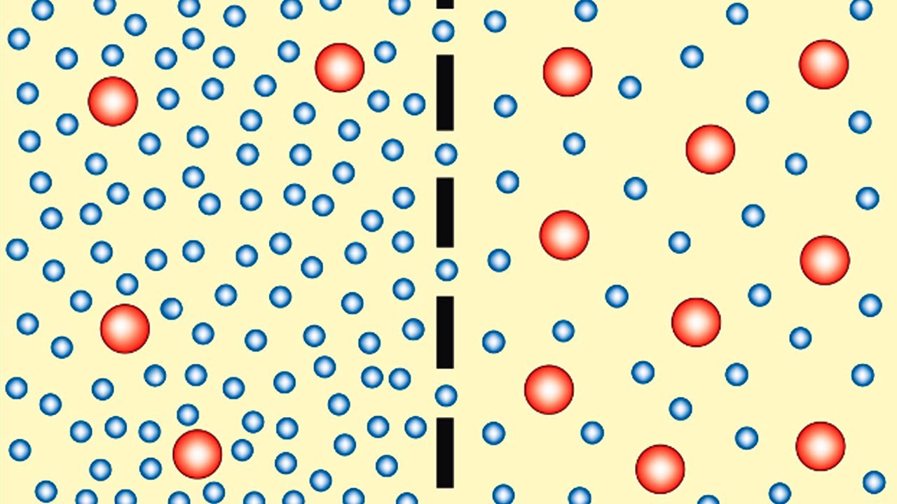 &iquest;Qu&eacute; es la &oacute;smosis? | Biolog&iacute;aDesdeCero