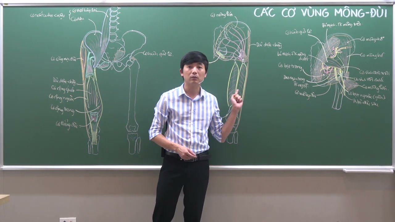 CHI DƯỚI: CƠ CHI DƯỚI - (2) CƠ VÙNG ĐÙI TRƯỚC: NGĂN CƠ GẤP ĐÙI