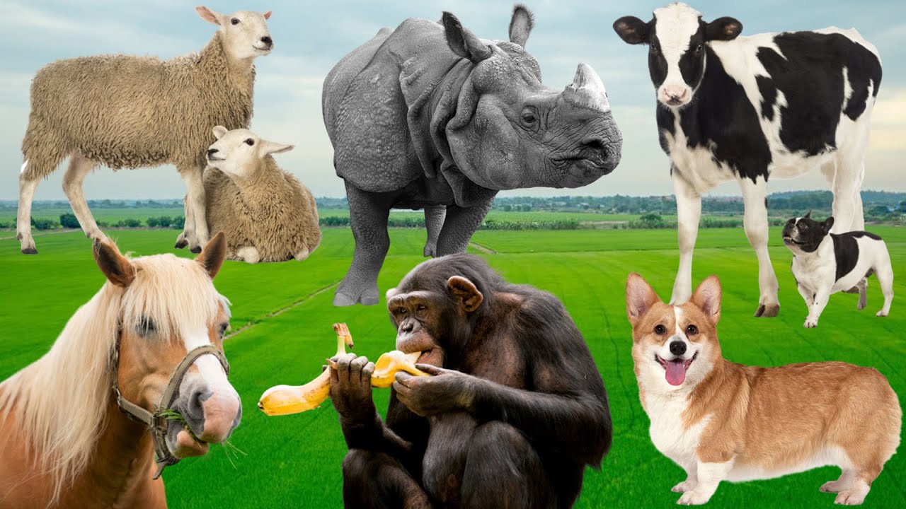 Listen to Calm Wildlife Sounds for Relaxation & Focus: Sheep, Rhinoceros, Cows, Horses, Chimpanzees