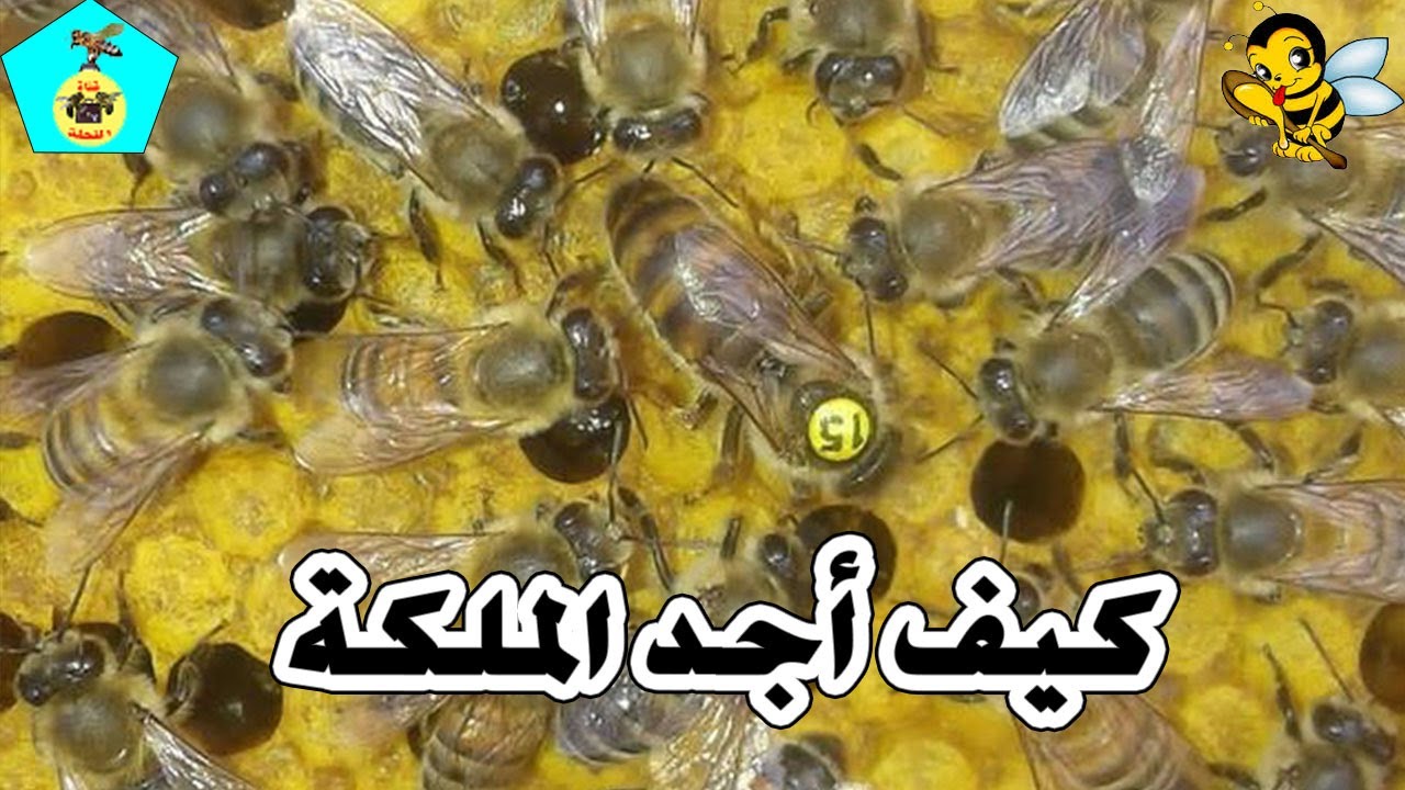 أسهل طريقة لإيجاد الملكة عندما نتفقد الخلية