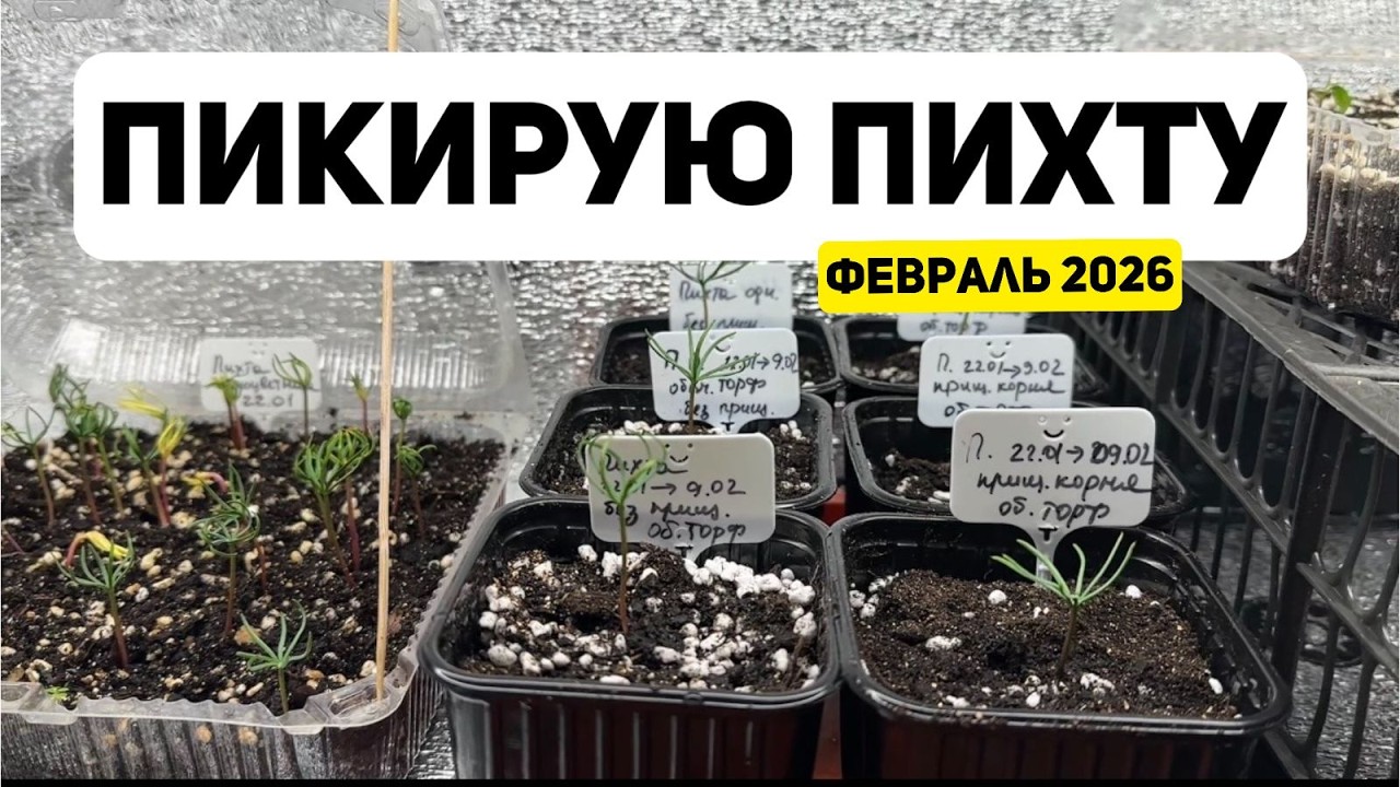 9 февраля 2026 пикировка пихты