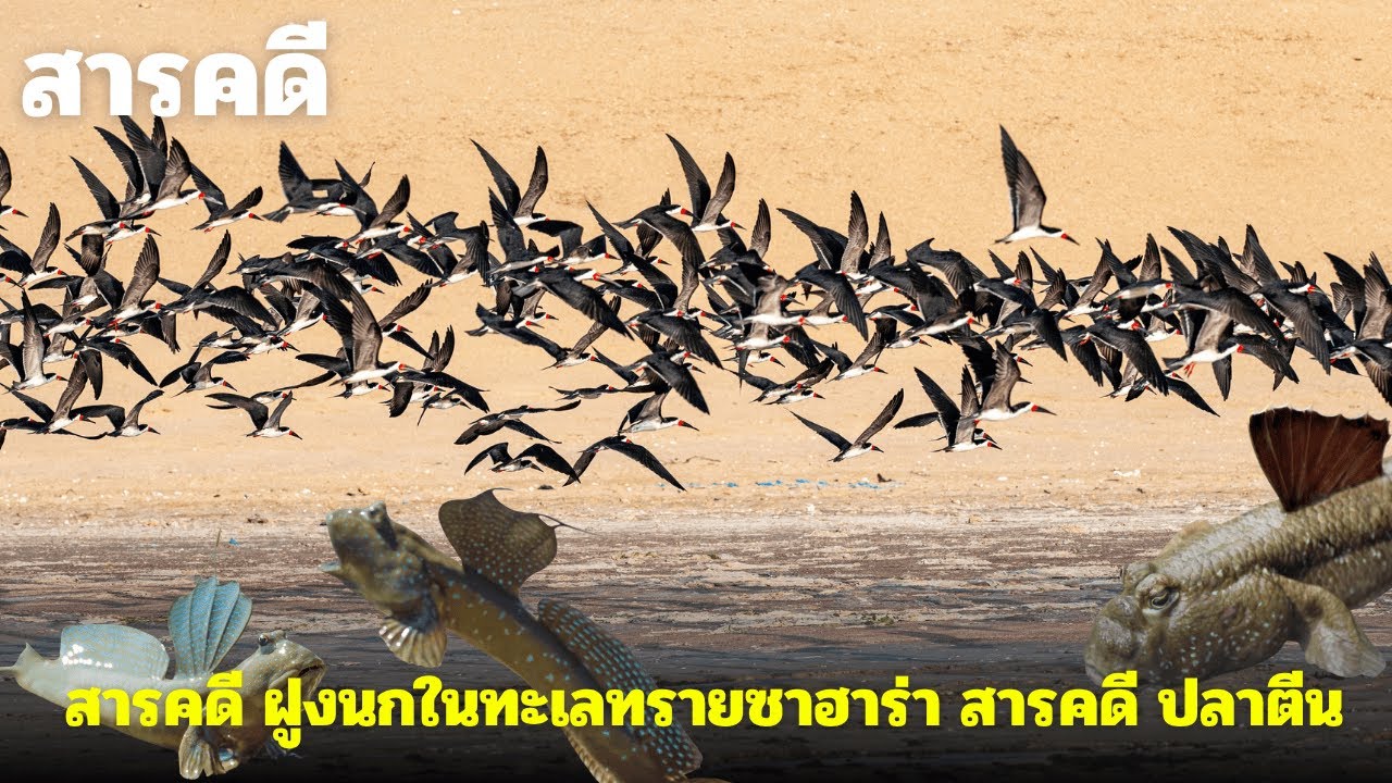[รวม 2 ตอน] สารคดี ฝูงนกในทะเลทรายซาฮาร่า และ สารคดี ปลาตีน นักต่อสู้ทางอากาศ