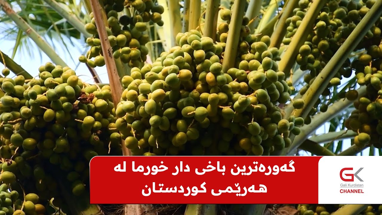 گەورەترین باخی دار خورما لە هەرێمی كوردستان