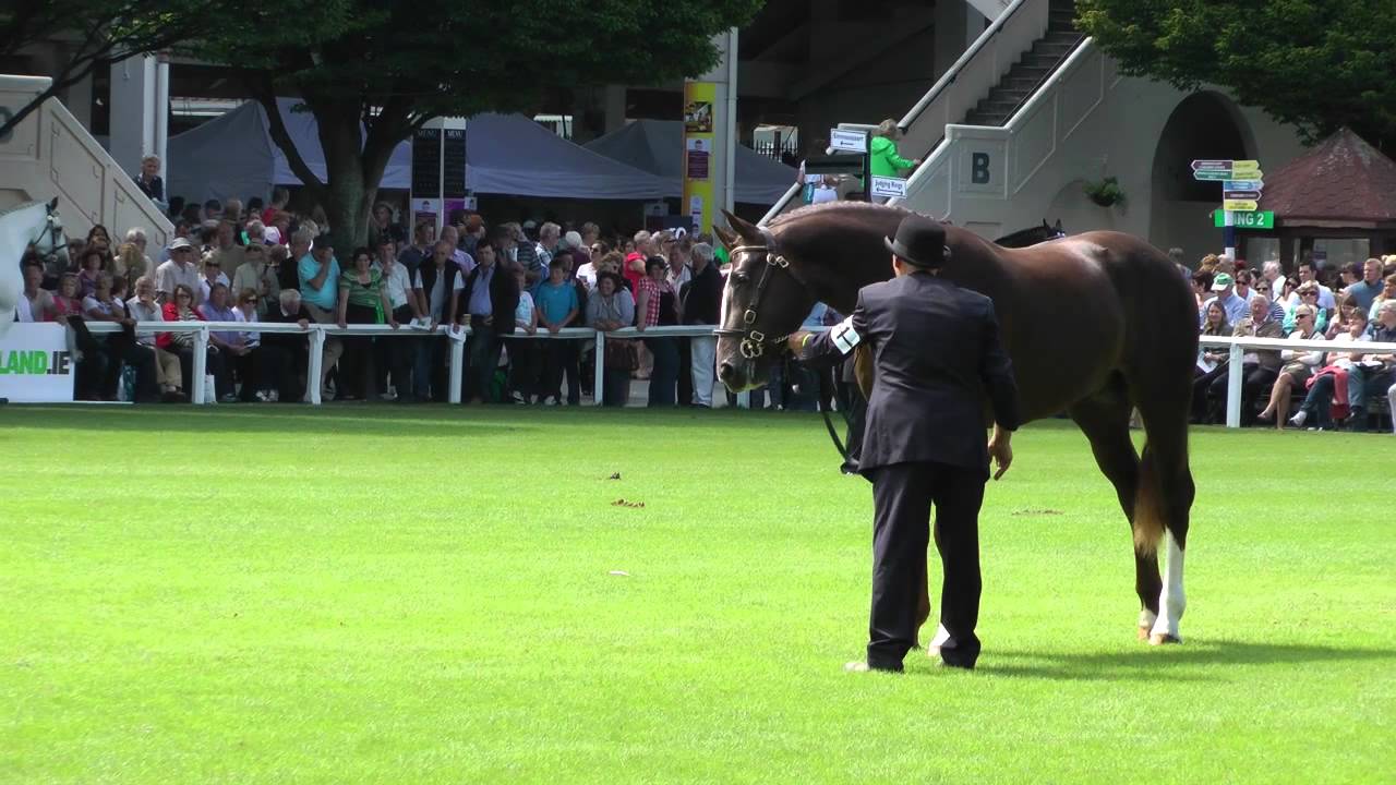 Dublin Horse Show RID Stallion  Parade RDS 2011