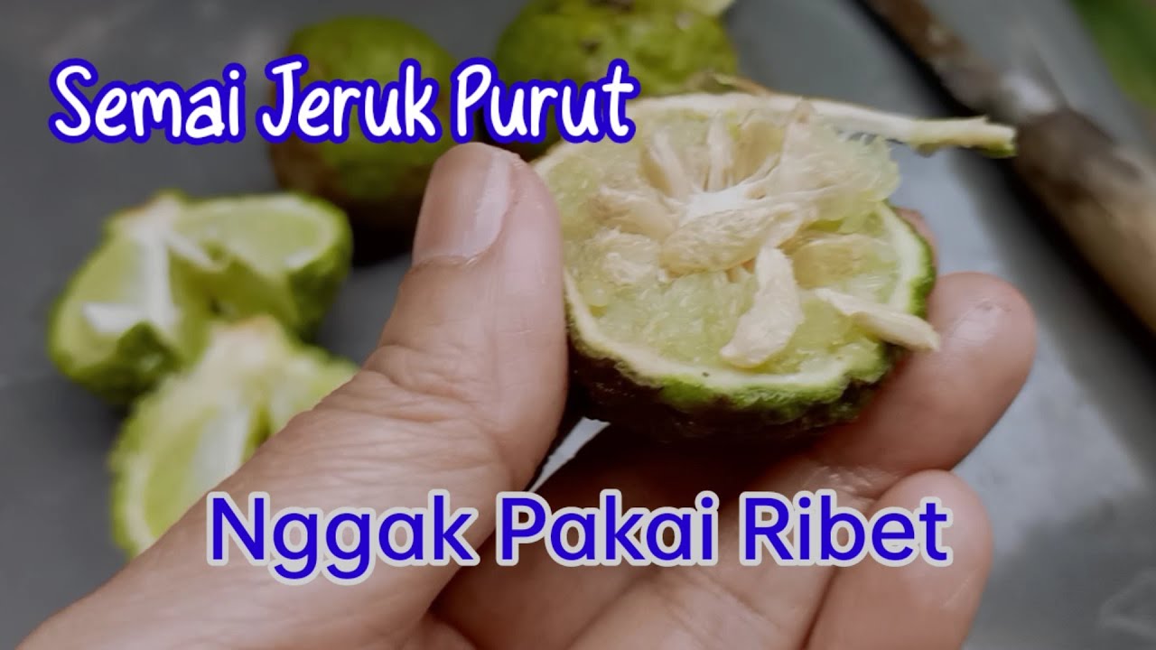 Punya Jeruk Purut? Coba Semai Yuk, Cara Semai Biji Jeruk Purut Nggak Ribet Kok