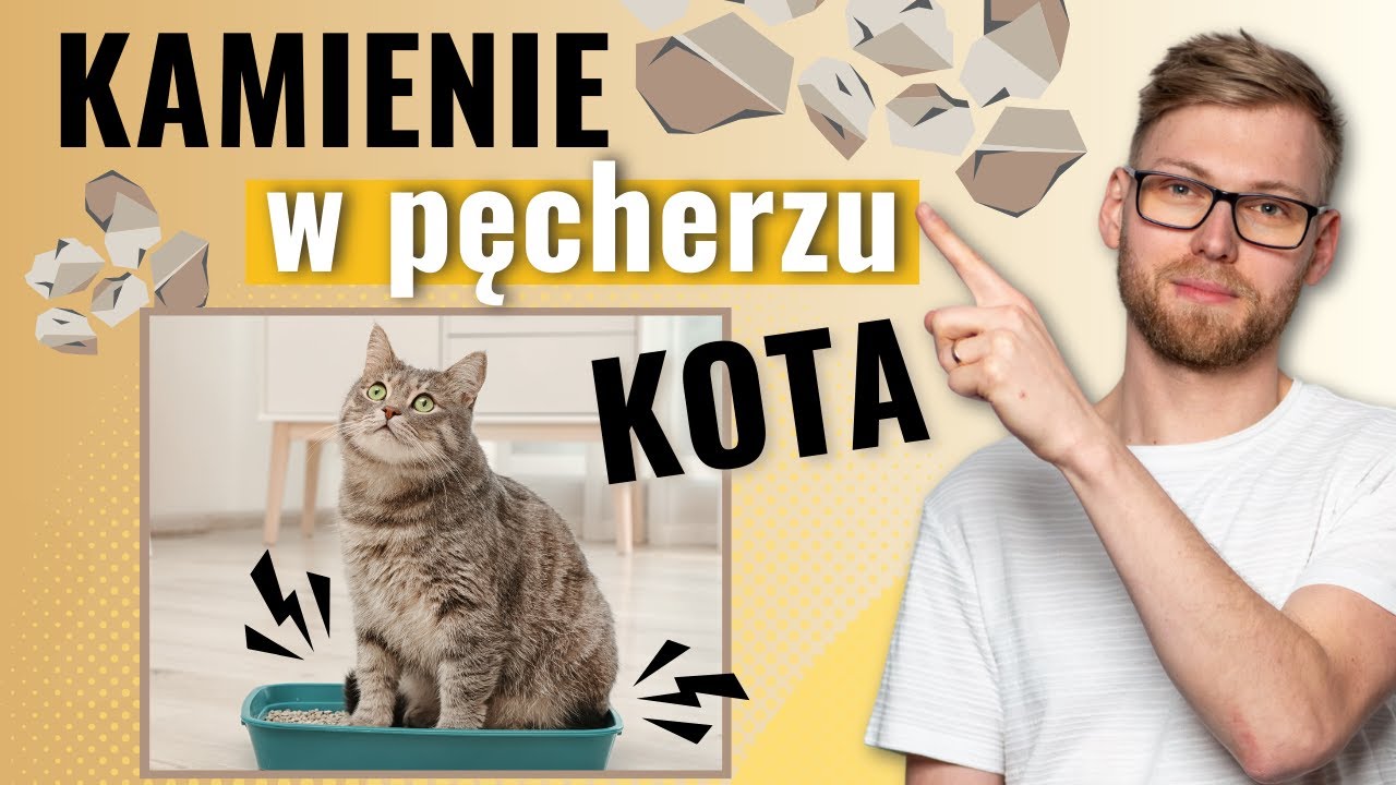 Kamienie w Pęcherzu u Kota - Poznaj przyczyny i sposoby leczenia | Kamica struwitowa