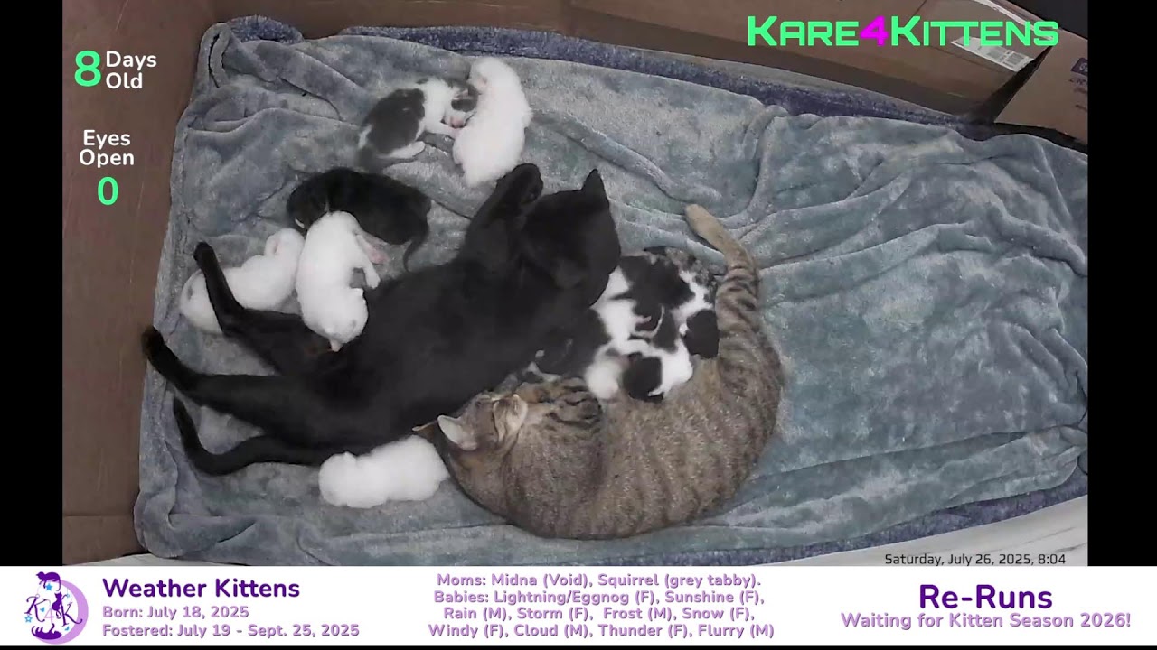 Just Kitten Around ReRuns- Relax while watching foster kittens sleep, play and grow up!