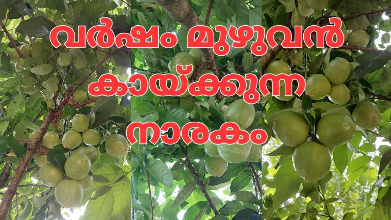 വർഷം മുഴുവൻ കായ ലഭിക്കുന്ന നാരകം 