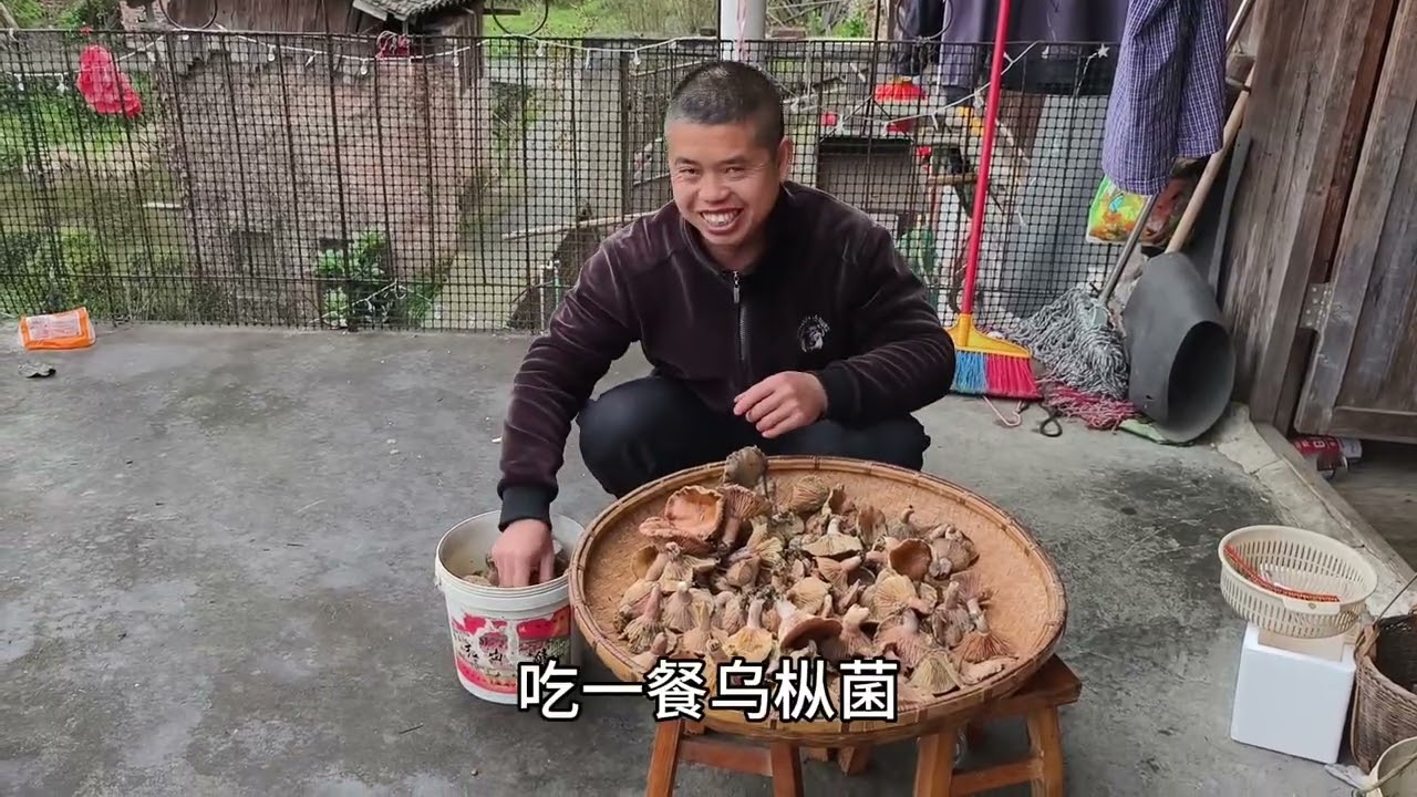 老罗夫妻俩捡回来的乌枞菌，叫上老表们来聚餐，实现吃乌枞菌自由
