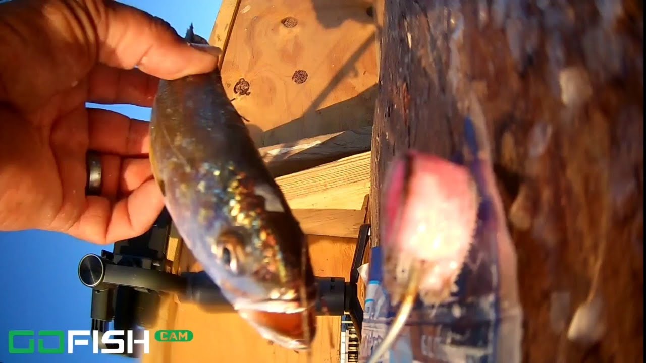 How much longer will the fishbite last and Added Bait