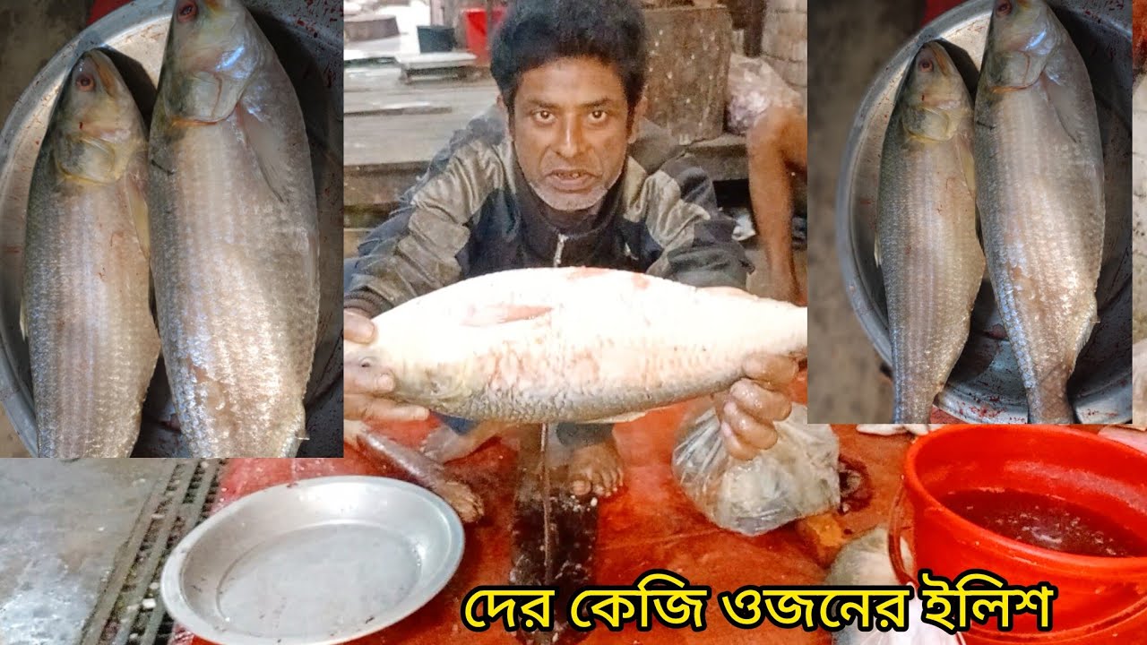 দুই কেজি ওজনের ইলিশ মাছ কাটিং