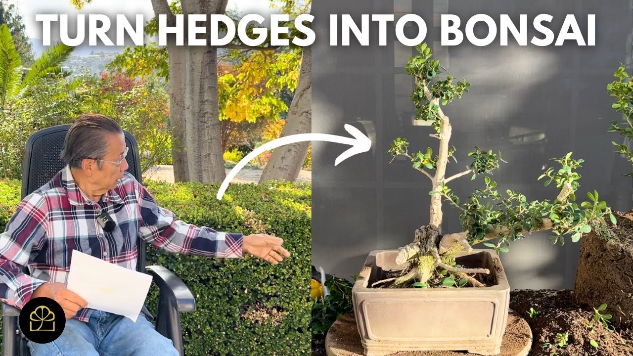 Making Bonsai from a Boxwood Hedge!