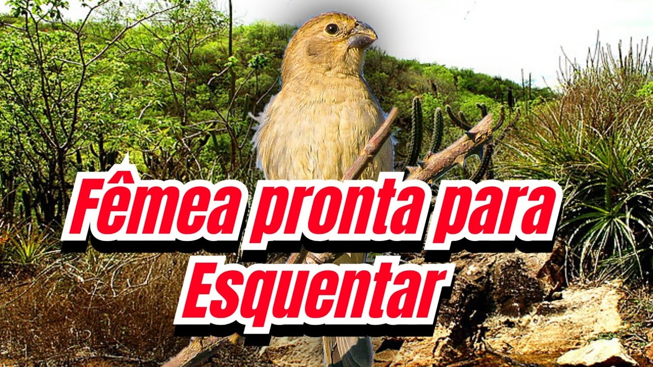 fêmea de caboclinho chamando pra esquentar melhor piado