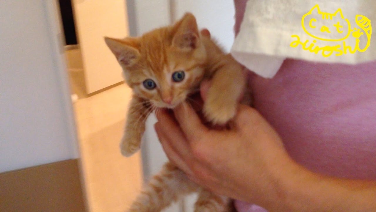 茶トラ子猫「ひろし」どこ連れて行かれるニャ～？ 風呂ニャー!!! Cute kitty Hiroshi: Funny cat bath