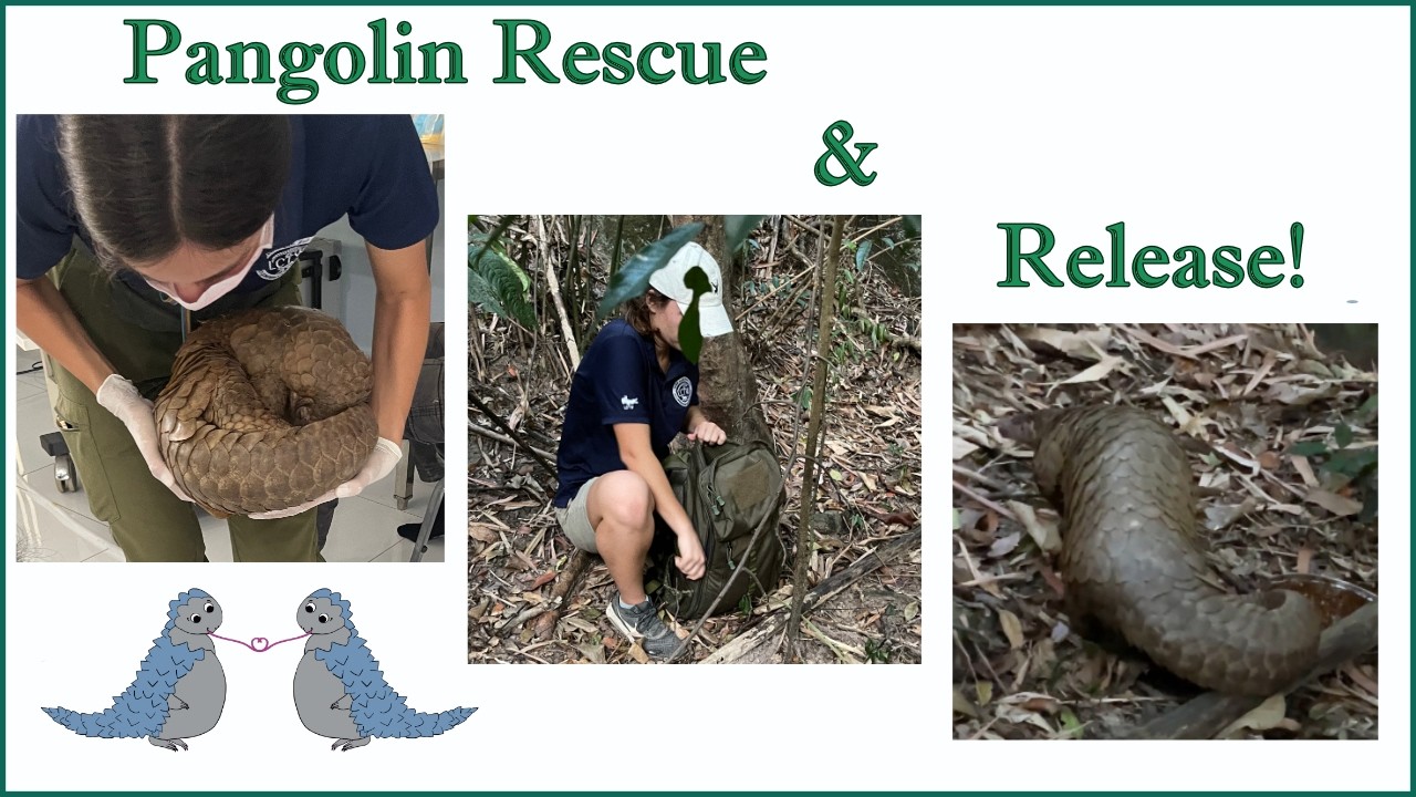 Pangolin Rescue!