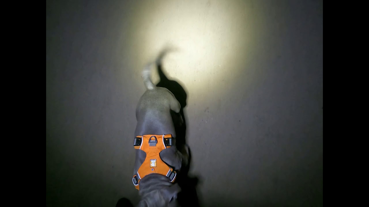 AmStaff Pablo gece yürüyüs
