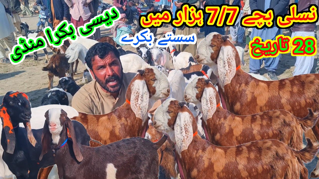 28 January 2026انٹرنیشنل بکرا منڈی پرائز 12 سے 13 ہزار کا علی گوٹ فارم کال نمبر 03127009575