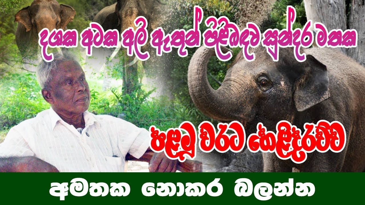 ලංකාවේ පරණ අලි ඇතුන් පිළිබඳව රසවත් කතා උඩුපිල වෙද මහත්තයා එක්ක අලුත් වැඩ සටහනක් #heladeepatv