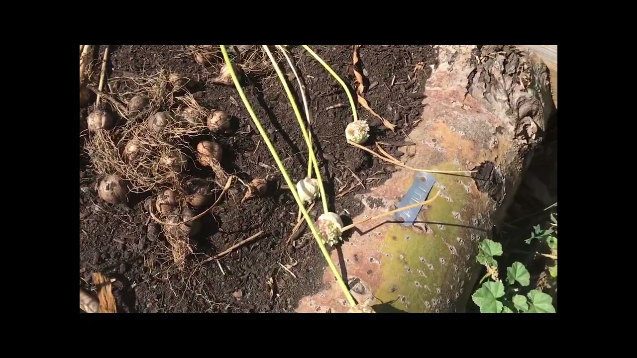 Starting Garlic from Bulbils