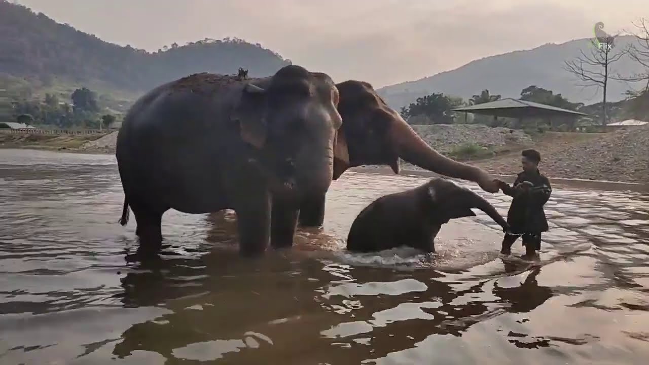 Обновление Wan Mai и Pyi Mai, 🐘🐘🐘 Видео - EleFlix
