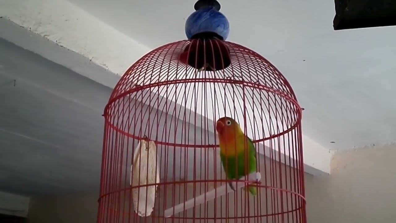Love Birds Chirping