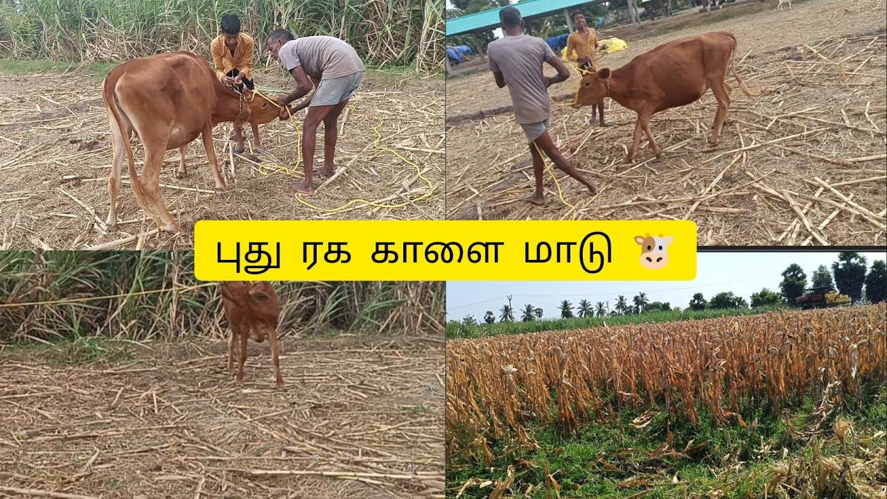 ஜல்லிக்கட்டு காளை மாடு ரெடி ♥️🙏/A day work in our farm.