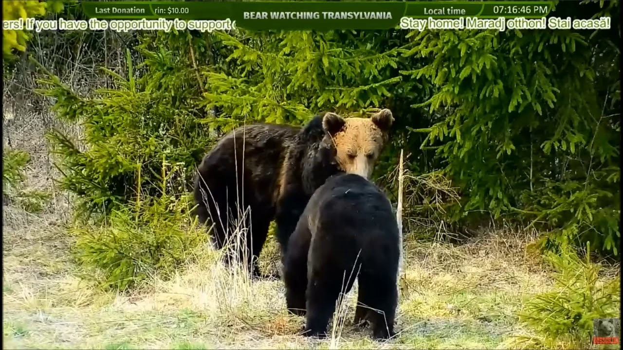 LIVE Animal Cam - Bear - Deer - Boar - Fox - Wolf - Birds - Wildlife - Transylvania, Romania, Europe