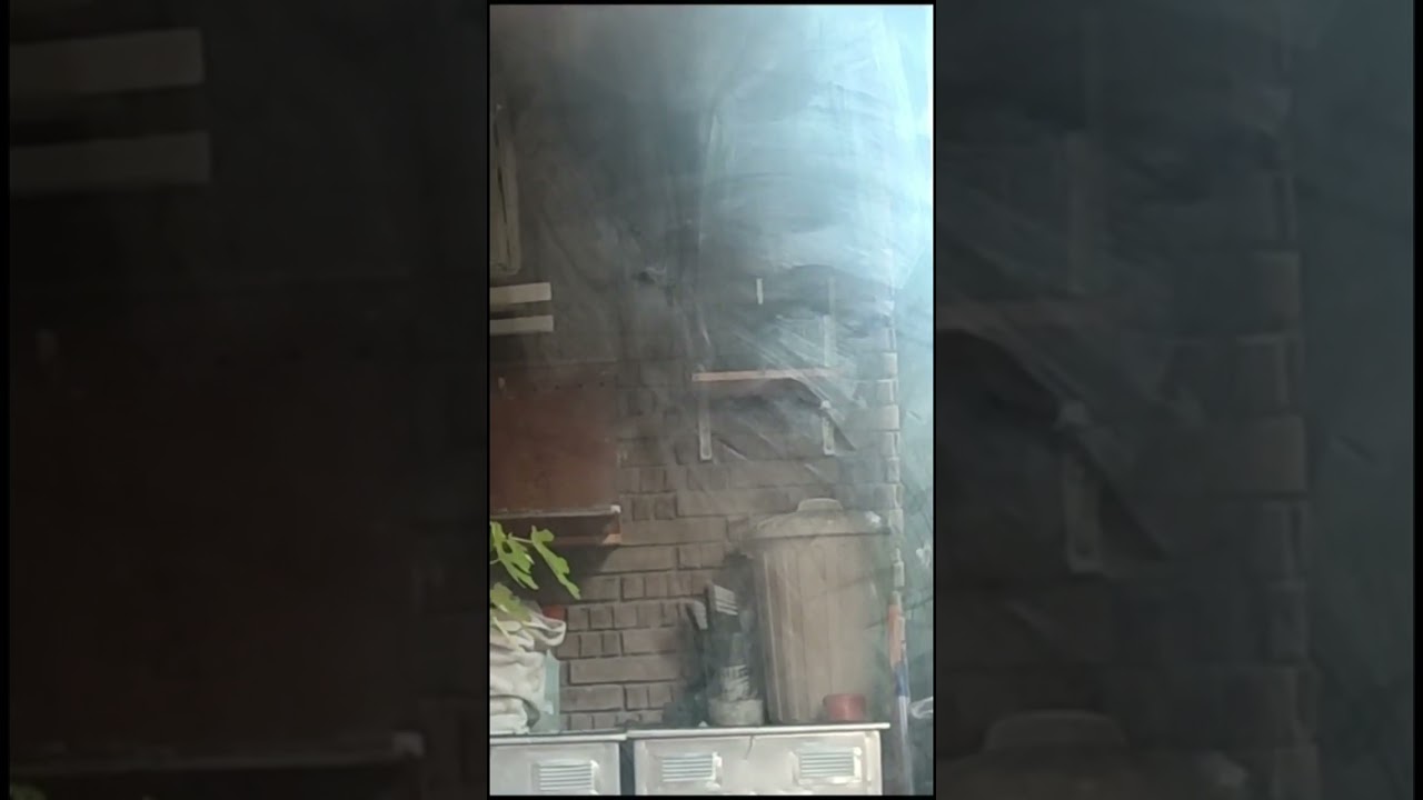 Palomos De Robo Barcelona ( Captura de él CUBANERAS de Alex Paton)Nou Barrí 🇪🇸