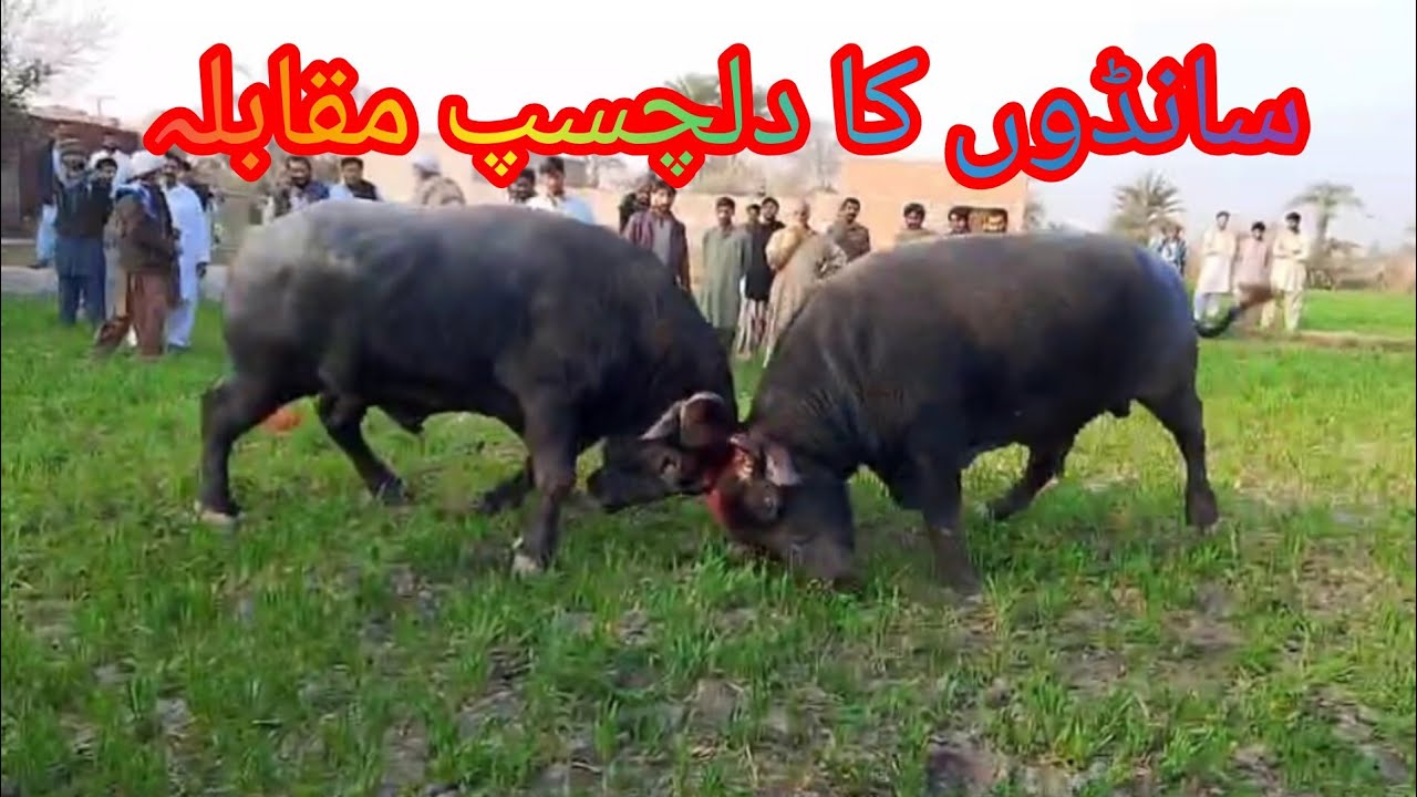 Lahore bull fight club 365#farming #bullrrace #pakistanibull